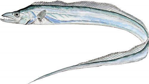 Frozen Ribbon Fish 2 Pack